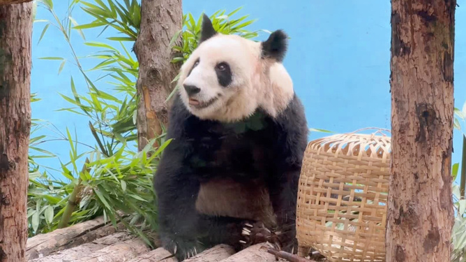 熊猫视频最新更新，科技魅力引领生活新潮风尚