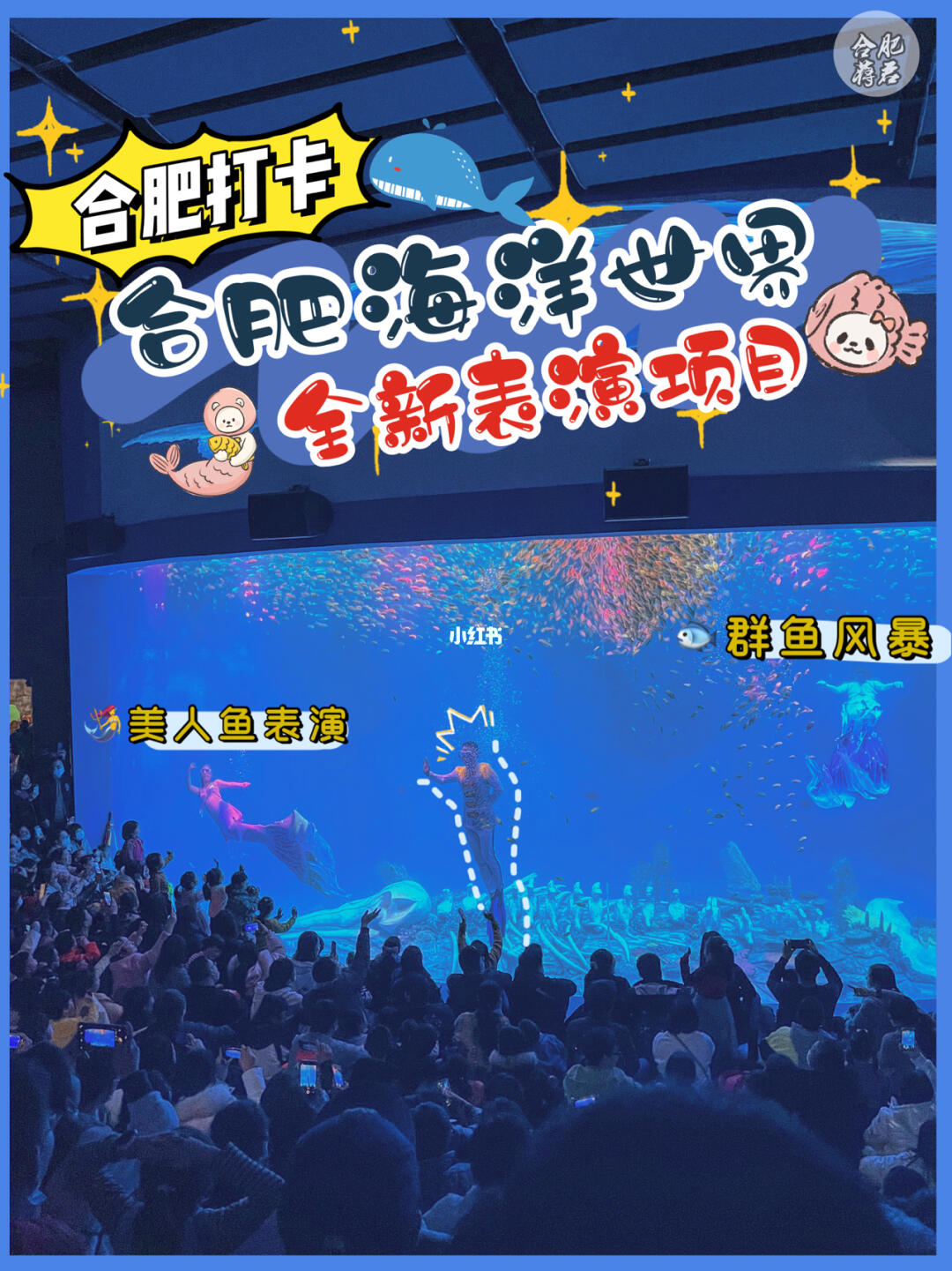 合肥海洋世界最新动态，影响与观点阐述